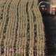 Groen licht voor ggo-maïs in de EU hangt in de lucht