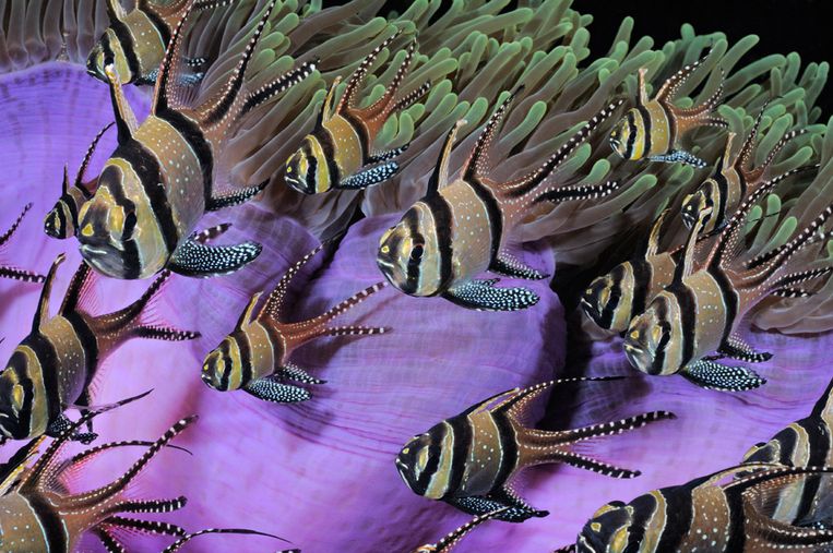 Kardinaalbaarzen voor een Ritteri-anemoon bij de Indonesische Banggai-eilanden. Beeld HH