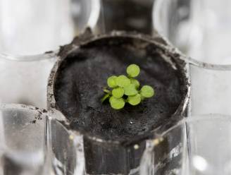 Grote doorbraak: wetenschappers slagen erin plantjes te kweken in maangrond