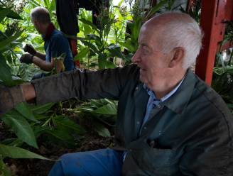 Boer Jean (67) die in de cel zat, blikt terug: “Ja, ik heb bucht gekweekt in de maïs. Gelukkig had de rechter gezond verstand”