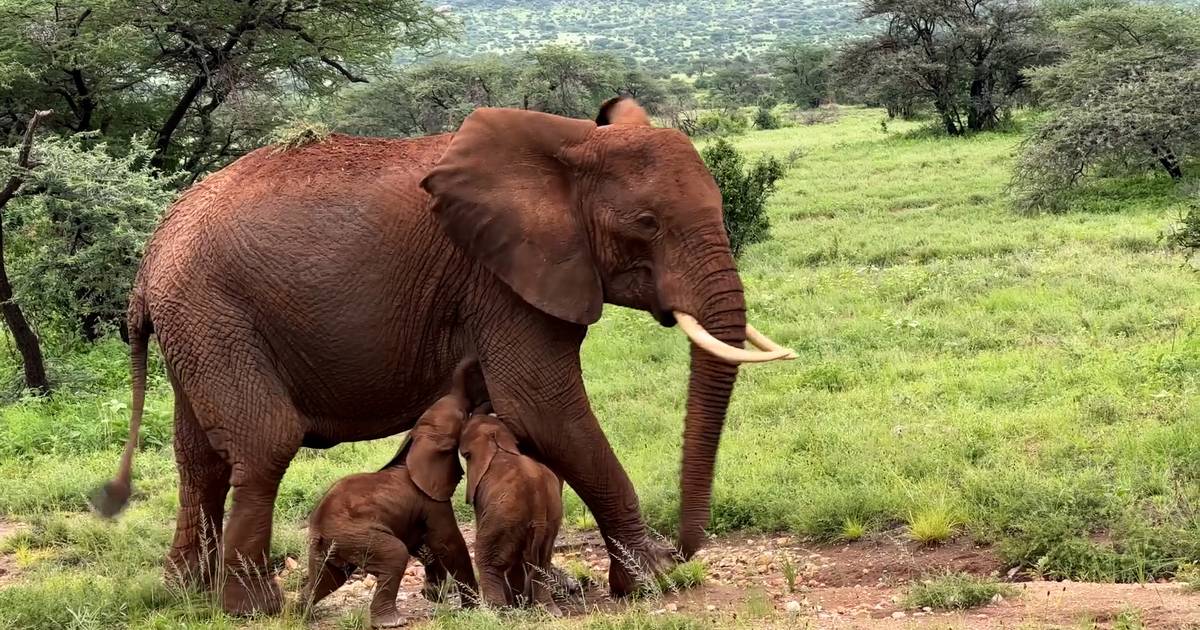 Very Rare: Twin Elephant Births in Kenya and Chances of Survival Are Favorable |  Instagram VTM News