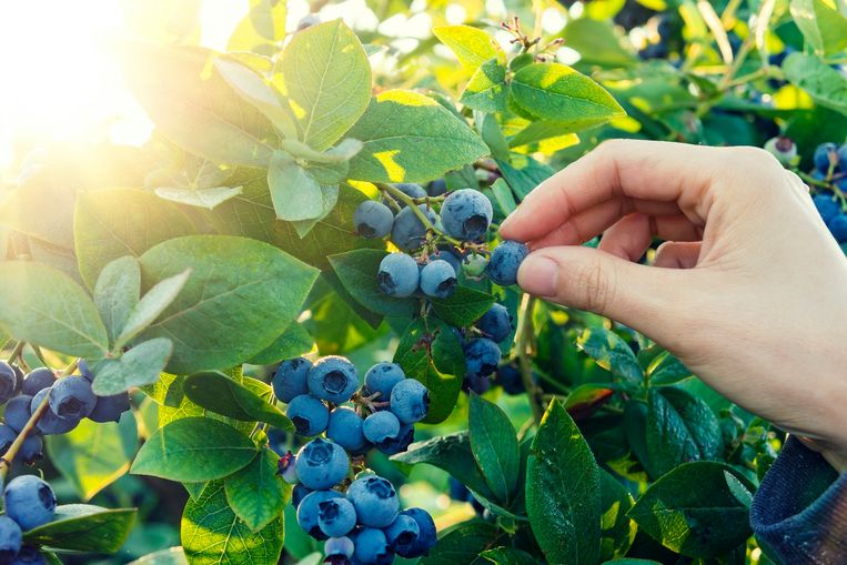 Dít zijn de verschillen tussen blauwe bessen en bosbessen Margriet