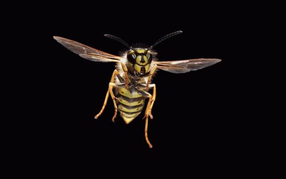 Een wereld zonder insecten is geen droom maar een nachtmerrie