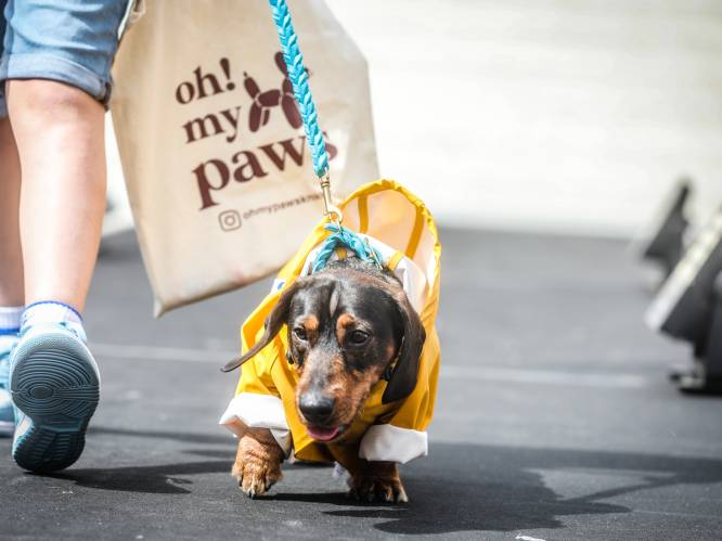 IN BEELD. ‘Dogfluencers’ stelen de show op catwalk in Knokke-Heist met trendy kledij en accessoires: “Fantastisch! Zoiets zie je niet elke dag”