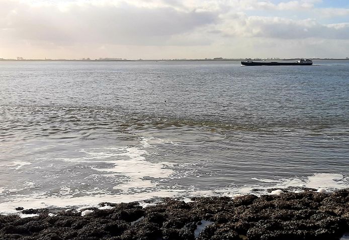 Bij Waarde stroomt het water uit de rioolwaterzuiveringsinstallatie Bath in de Westerschelde.