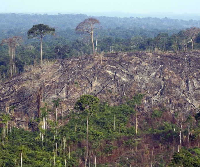 Een verwoest deel van het Amazone-regenwoud.