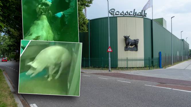 Slachterij Gosschalk ziet 1480 Duitse McDonald’s stoppen met afname rundvlees