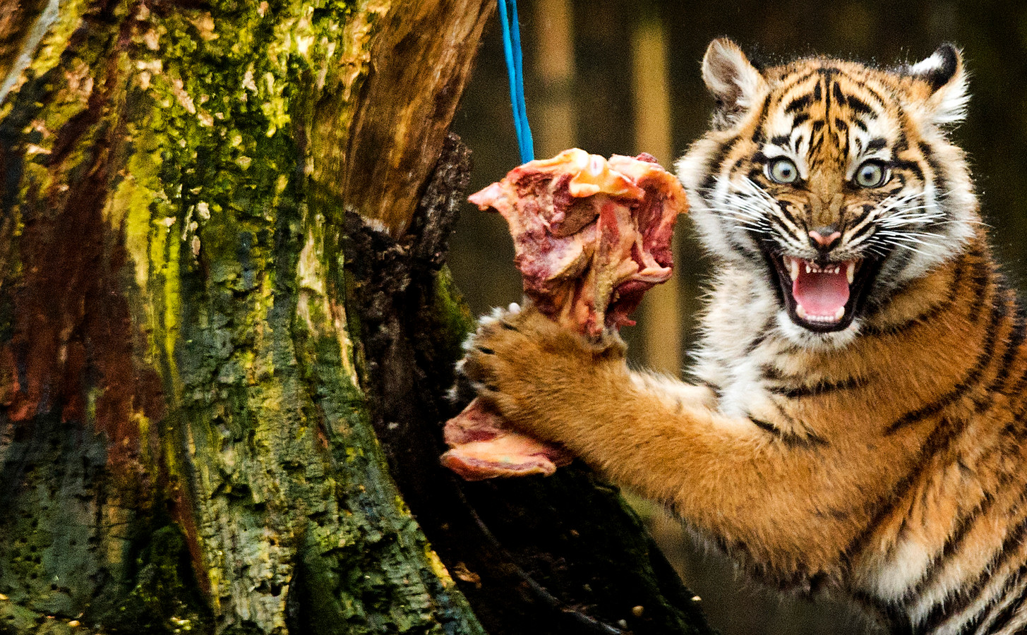 Nederlandse dieren in Britse horrordierentuin | Foto | bndestem.nl