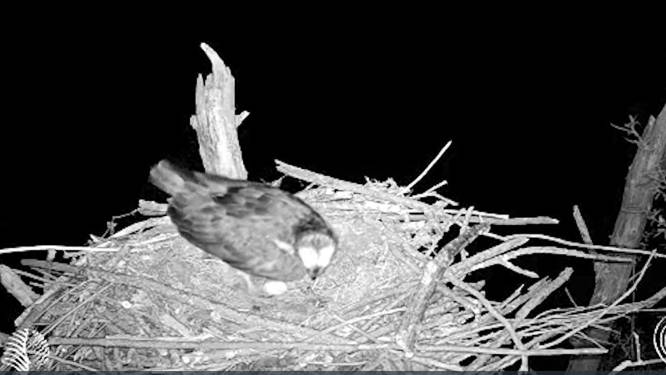 Webcam-visarend in de Biesbosch legt eerste ei: ‘Als alles goed gaat, zien we eind mei het kuiken’