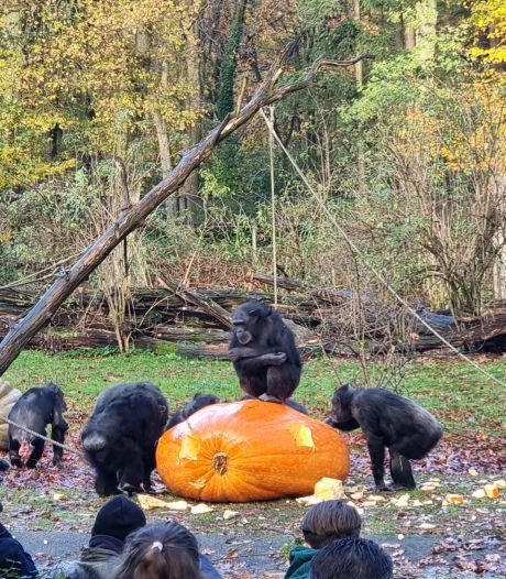 Chimpansees Burgers’ Zoo door het dolle heen door reuzenpompoenen als traktatie