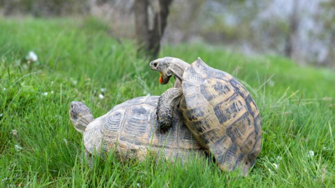Hitsige schildpadden steken kooi in brand en sterven