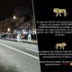 Antwerpse politie pakt twee jongeren na oproep om ‘Meir leeg te halen’
