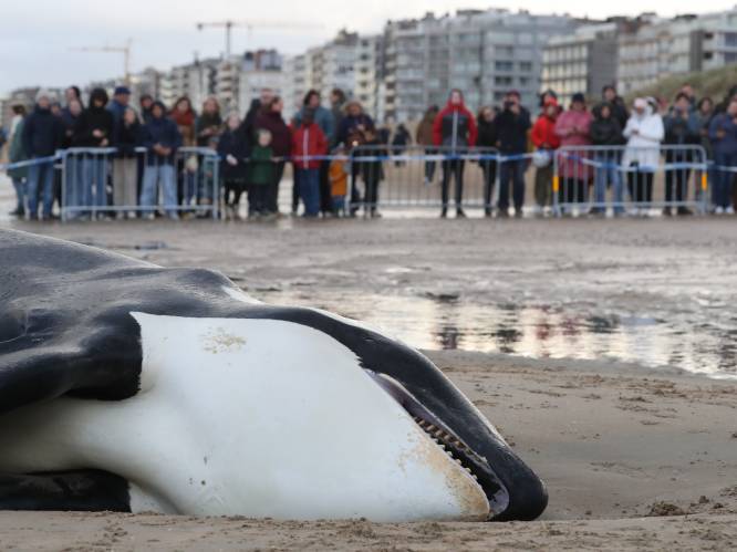 Autopsie van aangespoelde orka Reveil afgelopen, maar nog geen doodsoorzaak: “Maag en darmen waren leeg”