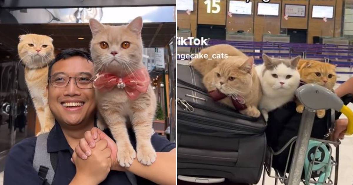 Может ли ваша кошка путешествовать с вами?  TikTokker Dan Nguyen делает именно это.  «Я не даю им снотворное».  вне и о