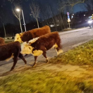Cows caught escaping in Nieuw-West: ‘A moo-tastic escape’