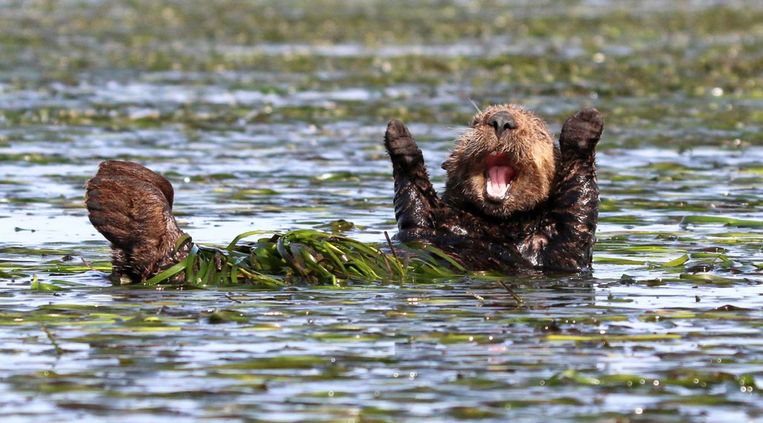 Comedy Wildlife Photography Awards.