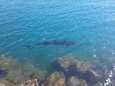 Grote haaien zwemmen zeer dicht langs de kust in Spanje