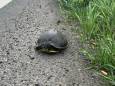 Geen weggelopen hond of kat op de snelweg bij Geldrop, maar een schildpad