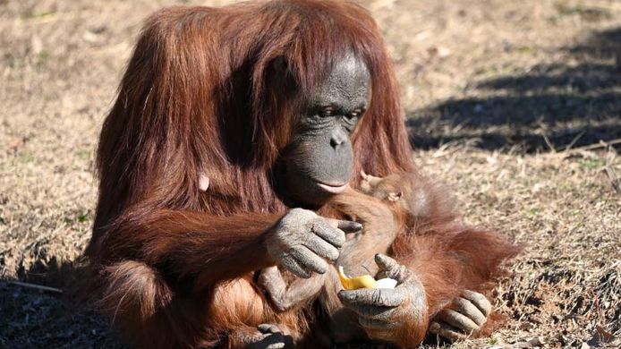 Orang-oetan Zoe met haar kleintje. Alles gaat intussen heel goed met de twee.
