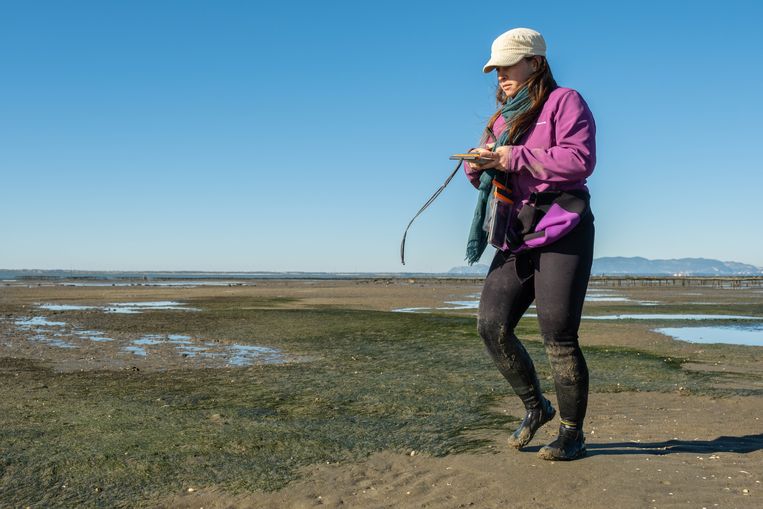 Biologe Angela Herrero Fernández (26) loopt met een gps om de velden zeegras heen om de jaarlijkse groei of krimp in kaart te brengen. Beeld Eline van Nes