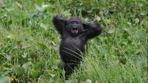 onderdak trimmen vergelijking Europees parlement verbiedt proeven op grote apen | Dieren | hln.be