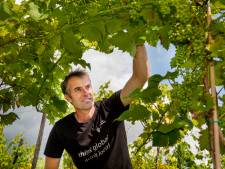 Brabantse wijnen worden beter door klimaatverandering: ‘De zon is mijn beste kracht’