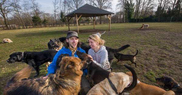 Hondenuitlaatservice laat uitlaatveld Cromvoirt schieten door één bezwaar: 'Kost emotioneel zo veel'