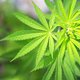 Drie verdachten aangehouden voor cannabisteelt in Borgloon