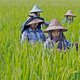 Hap rijst wordt straks een slappe hap door toename van CO2 in atmosfeer