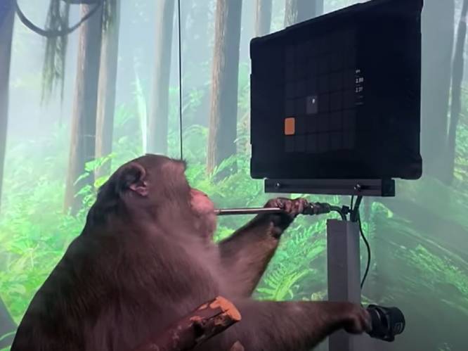 Neuralink bevestigt dat apen gestorven zijn na proeven met ingeplante chip, maar ontkent dierenmishandeling