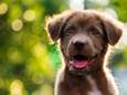 Een gelukkige relatie? Haal een puppy in huis