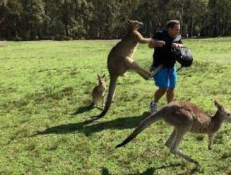 Aan fastfood verslaafde wilde kangoeroes vallen toeristen aan