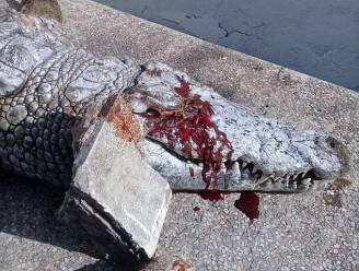 Krokodil sterft in zoo nadat bezoekers haar bekogelen met zware stenen