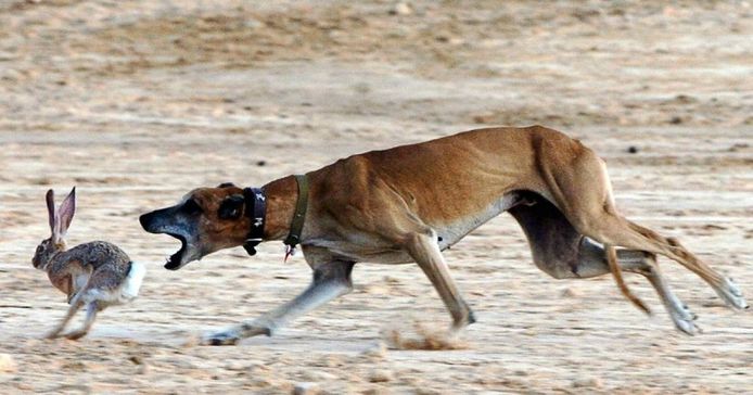 Een zogenaamde lange hond achtervolgt een haas.