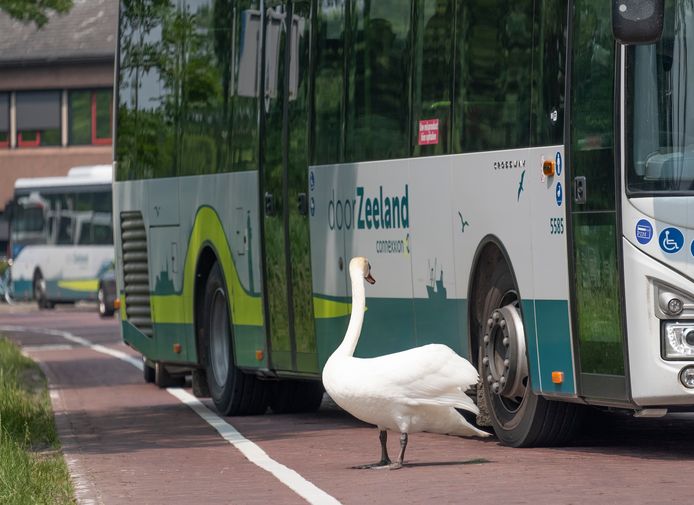De zwaan dwingt de streekbus op de Grachtweg in Zierikzee tot uitwijken.