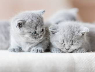 Kittenopvang Catido ontvangt energietoelage