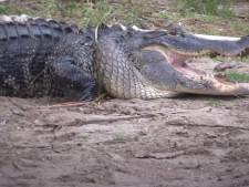 Un jeune homme perd son bras droit dans une attaque d’alligator en Floride