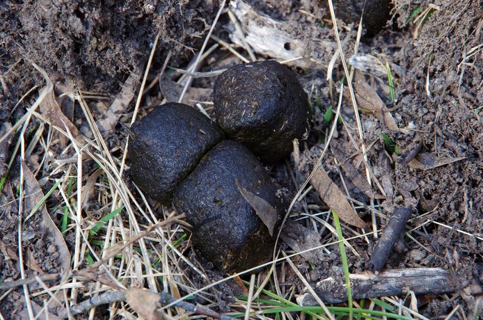 De uitwerpselen van een wombat zijn kubusachtig van vorm.