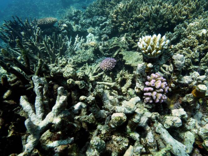 Top moet natuur redden: ‘Maar 7,4 procent van het zeeoppervlak is beschermd’