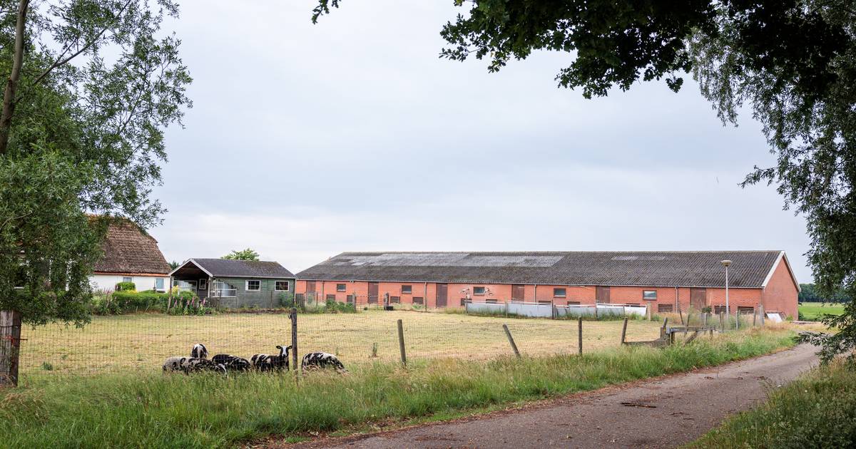 Groen licht voor megastal met 3500 fokzeugen in Beerzerveld