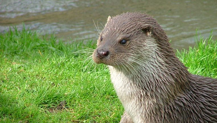 De Europese otter (lutra lutra) Beeld Wikimedia Commons