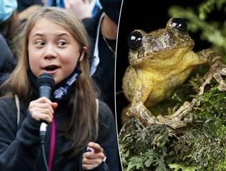 Na slakken en kevers nu ook kikkersoort vernoemd naar klimaatactiviste Greta Thunberg 