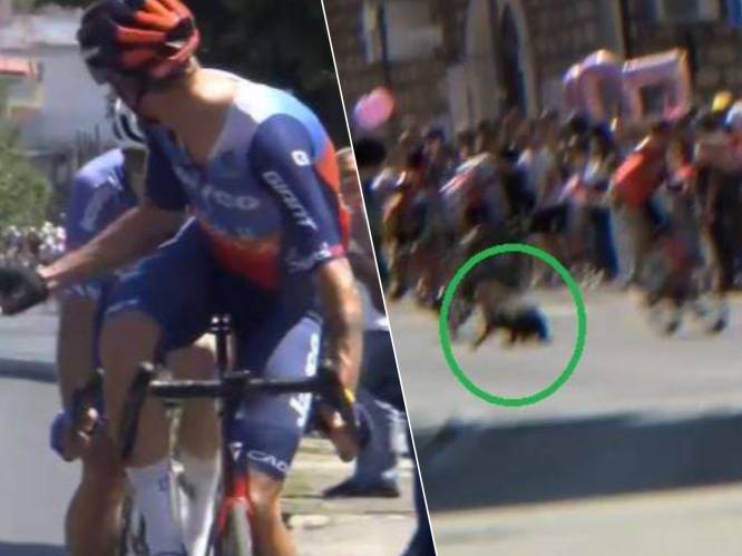 Loslopende hond wordt net niet aangereden - Quinten Hermans wekt ergernis: de momenten van Giro-rit tien