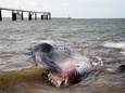 Walvis van 19 meter sterft in haven van Calais