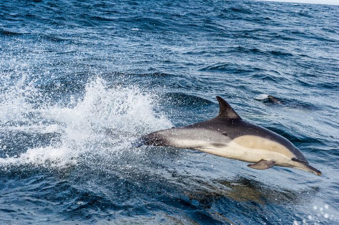 Het doden van dolfijnen om te gebruiken als aas is een veelvoorkomend gebeuren, maar ook eentje waar weinig aandacht wordt besteed, zuchten de wetenschappers.