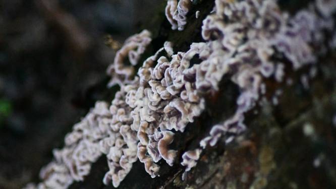 Un champignon “végétal” infecte un être humain pour la première fois: “Une évolution alarmante”