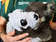 Tv-actie SOS Koala voor hulp aan bedreigde dieren Australië