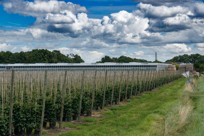 Project C wil wiet gaan kweken in deze kassen aan het Lochtsepad in Etten-Leur.