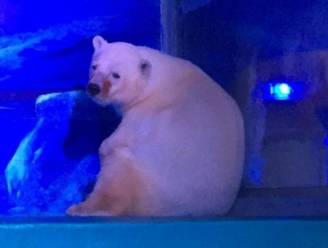 Droevigste ijsbeer ter wereld krijgt nieuwe thuis aangeboden