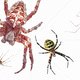 Het spinnenseizoen gaat van start, en dit is wat u daarover moet weten